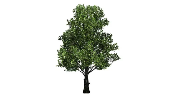 Drzewo Klon Cukrowy Rozdzielone Białym Tle — Zdjęcie stockowe