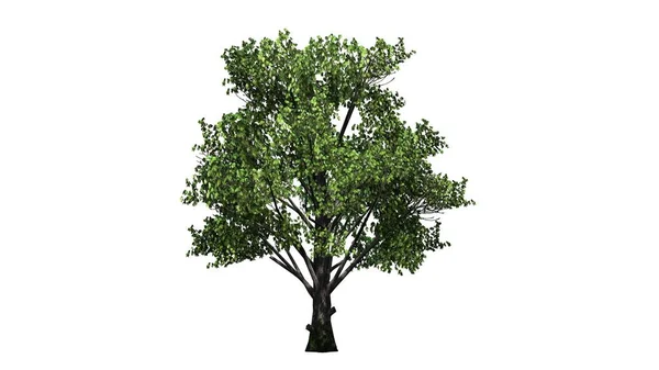 Jeden Strom Javor Cukrový Oddělené Bílém Pozadí — Stock fotografie