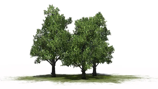Mehrere Verschiedene Zuckerahornbäume Auf Einer Grünfläche Getrennt Auf Weißem Hintergrund — Stockfoto