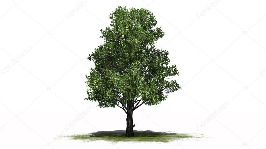 Sugar Maple tree on a green area - separated on white background