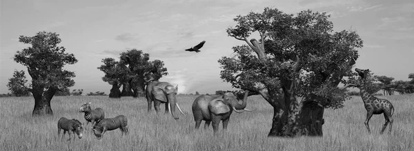 Компіляція Різноманітних Диких Тварин Африканський Савана Небо Тла Чорний Білий — стокове фото