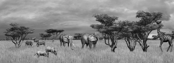 Compilação Vários Animais Selvagens Savana Africana Fundo Céu Preto Branco — Fotografia de Stock