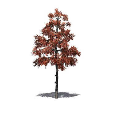 Katta - beyaz arka plan üzerinde izole gölge ile sonbaharda siyah sakız ağacı