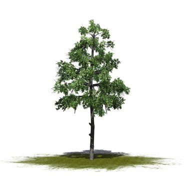 Yeşil bir alanda siyah sakız ağacı-beyaz arka planda izole