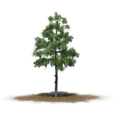 Bir kum alanında siyah sakız ağacı-beyaz arka planda izole