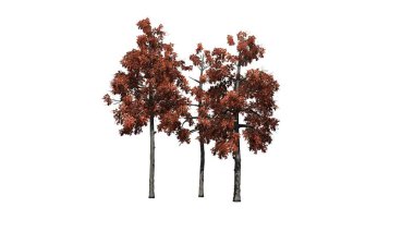 sonbaharda birkaç farklı siyah sakız ağaçları-beyaz arka planda izole