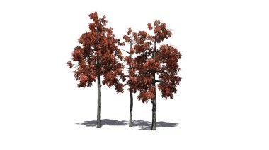 zemin üzerinde gölge ile sonbahar birkaç farklı siyah sakız ağaçları-beyaz arka planda izole