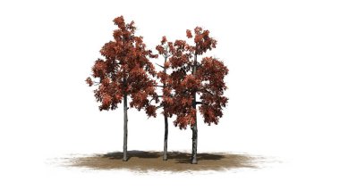 bir kum alanında sonbaharda birkaç farklı siyah sakız ağaçları-beyaz arka planda izole