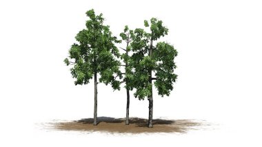 bir kum alanında birkaç farklı siyah sakız ağaçları-beyaz arka planda izole