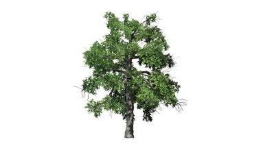 Tek siyah sakız ağacı-beyaz arka planda izole