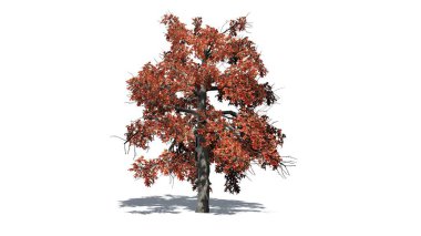 katta gölge ile sonbahar tek siyah sakız ağacı-beyaz arka planda izole