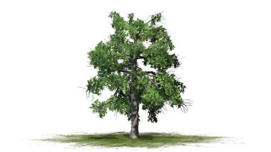 yeşil bir alanda tek siyah sakız ağacı-beyaz arka planda izole