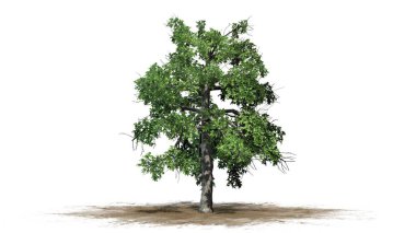 bir kum alanında tek siyah sakız ağacı-beyaz arka planda izole