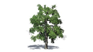 zemin üzerinde gölge ile tek siyah sakız ağacı-beyaz arka planda izole