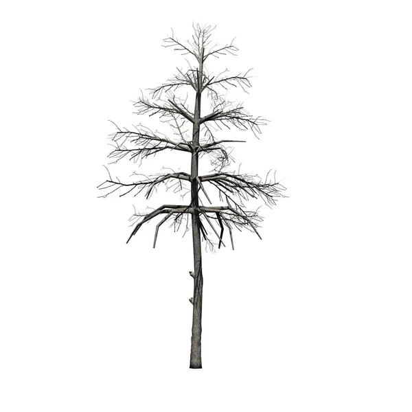 Černá Guma Strom Zimě Izolované Bílém Pozadí — Stock fotografie