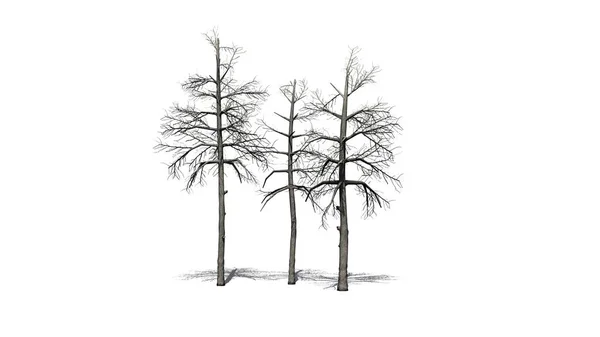 Кілька Різних Чорних Дерев Ясен Взимку Тінню Підлозі Ізольований Білому — стокове фото