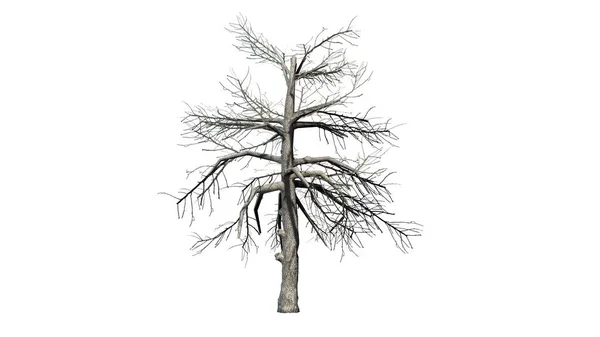 Jediný Strom Černé Gumy Zimě Izolovaný Bílém Pozadí — Stock fotografie