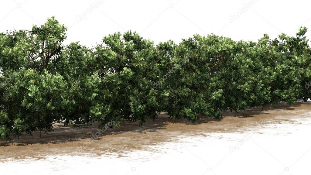 American Boxwood hedge on a sand area - isolated on white background
