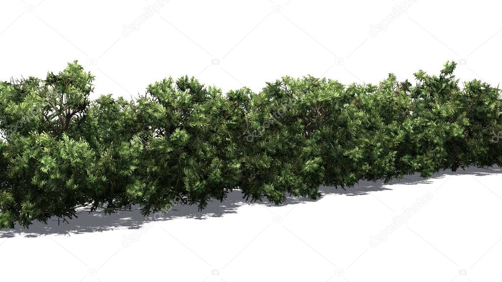 American Boxwood hedge with shadow on the floor - isolated on white background