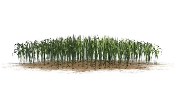 幻想草在沙子区域 被隔绝在白色背景 — 图库照片