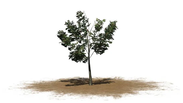 Único Arbusto Americano Holly Uma Área Areia Isolado Fundo Branco — Fotografia de Stock