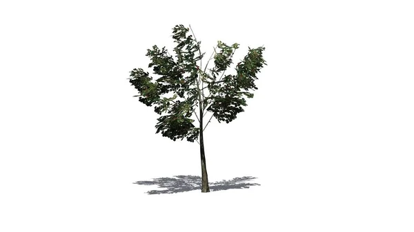 Único Arbusto Americano Holly Com Sombra Chão Isolado Fundo Branco — Fotografia de Stock