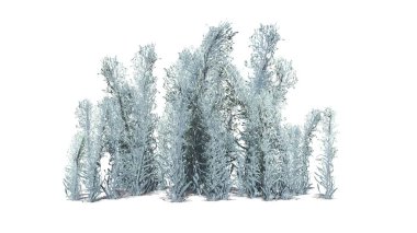 Zemin üzerinde gölge ile kış knapweed kümesi-beyaz arka planda izole