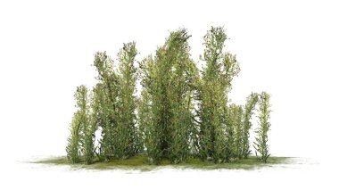 Yeşil bir alanda knapweed kümesi-beyaz arka planda izole