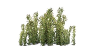 Zemin üzerinde gölge ile knapweed kümesi-beyaz arka planda izole