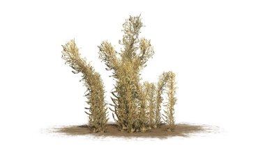 Bir kum alanı üzerinde sonbaharda knapweed-beyaz arka planda izole