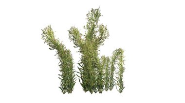 Yaz aylarında knapweed-beyaz arka planda izole