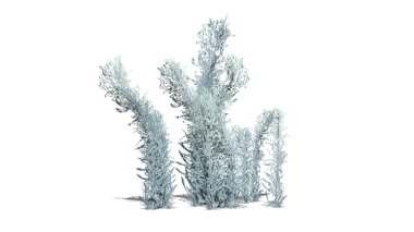 Yerde gölge ile kış knapweed-beyaz arka planda izole