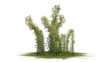 Yeşil bir alanda knapweed-beyaz arka planda izole