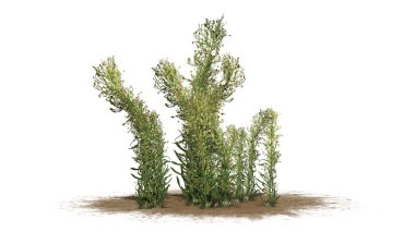 Knapweed bir kum alanı-beyaz arka planda izole