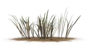 koyu kalın çim bir kum alanı-beyaz arka planda izole