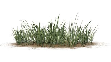 Kum alanında kalın çim kümesi-beyaz arka planda izole