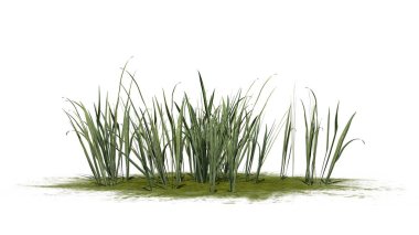 Yeşil bir alanda kalın çim-beyaz arka planda izole