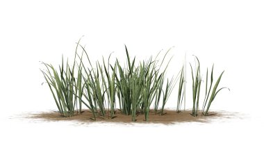 Bir kum alanında kalın çim-beyaz arka planda izole