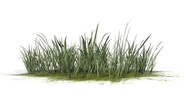 Gruby Klaster Trawy Zielonym Obszarze Izolowane Białym Tle — Zdjęcie stockowe
