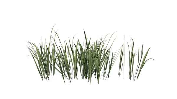 厚草在夏天 被隔绝在白色背景 — 图库照片