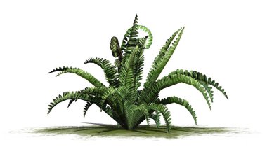 Yeşil bir alanda yaz aylarında Boston Fern-beyaz arka planda izole