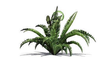 Yerde gölge ile yaz aylarında Boston Fern-beyaz arka planda izole