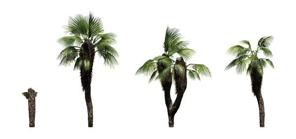 Set Chinese Fan Palm Trees Isolated White Background — Stock Photo, Image