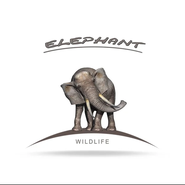 Wildlife - Elephant with name lettering - isolated on a white background