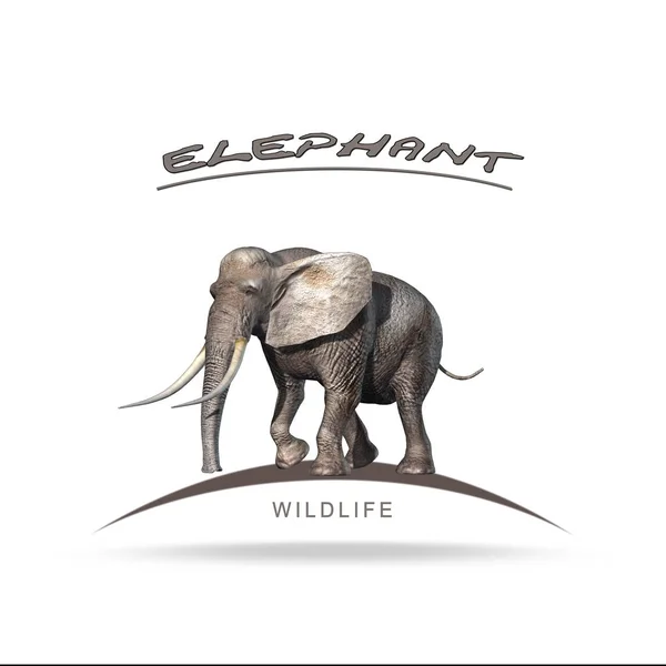Wildlife - Elephant with name lettering - isolated on a white background