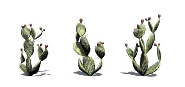 Zeminde gölge ile Dikenli armut kaktüs seti - beyaz bir arka plan üzerinde izole