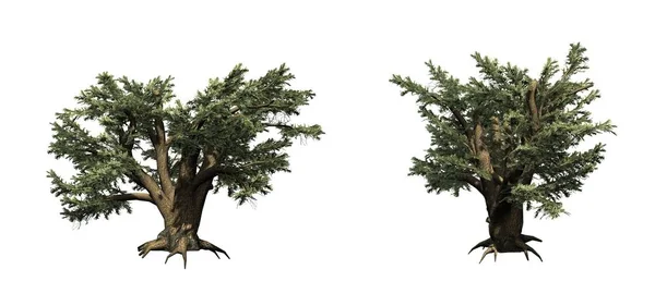 Uppsättning Cederträ Libanon Trees Isolerat Vit Bakgrund — Stockfoto