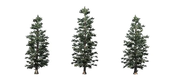 Set Van Colorado Blauwe Sparrenbomen Geïsoleerd Een Witte Achtergrond — Stockfoto