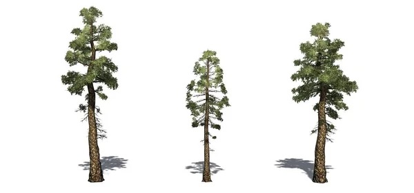 Yerde gölge ile Douglas Fir ağaçları seti - beyaz bir arka plan üzerinde izole