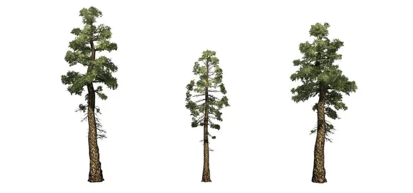 ダグラスモミの木のセット 白い背景に隔離 — ストック写真